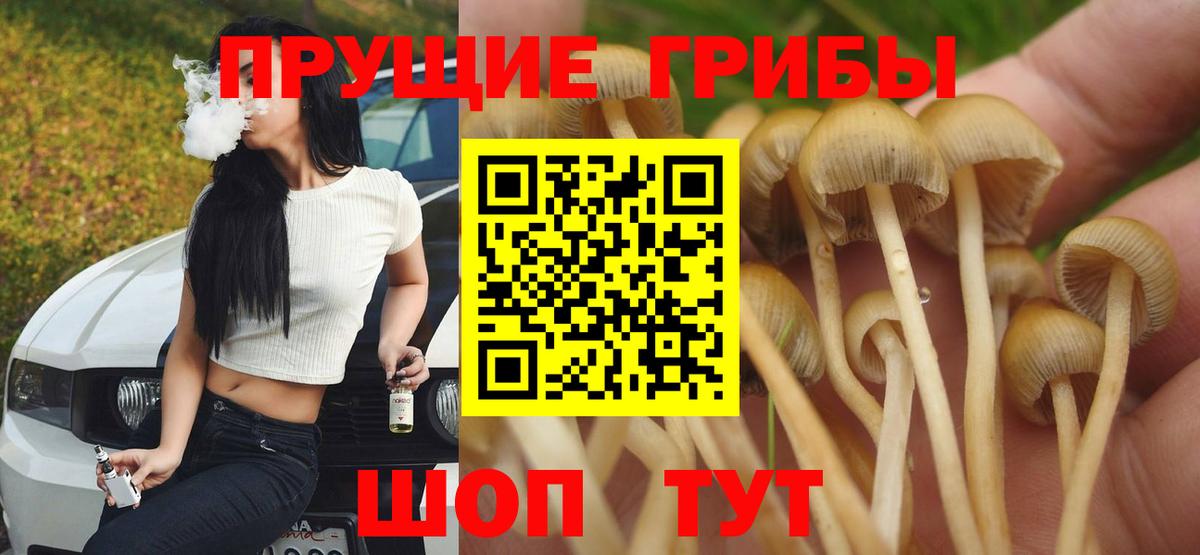 Свободный  купить  сайты  Вход с VPN  Псилоцибиновые грибы ЛСД 